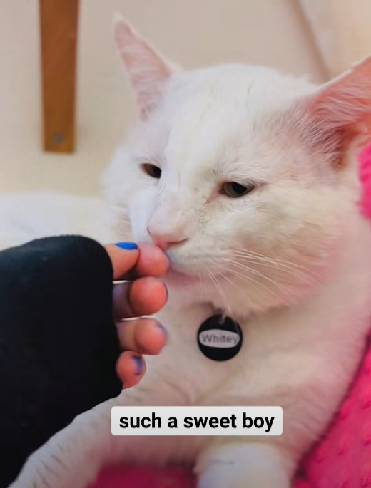 Whitey such a sweet boy