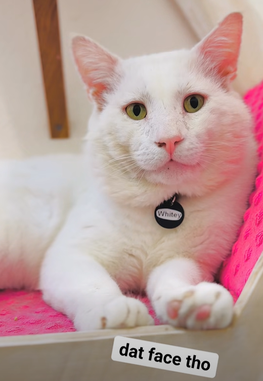 Whitey dat face tho