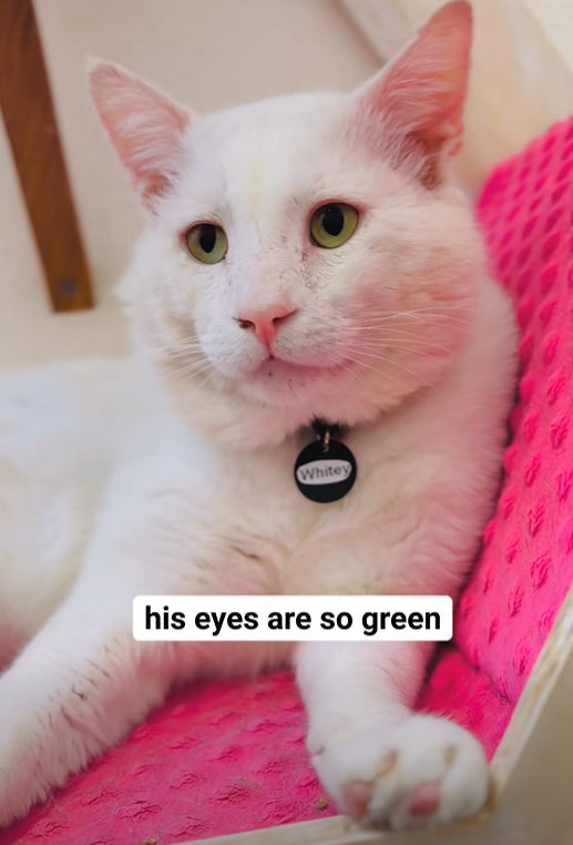 Whitey his eyes are so green
