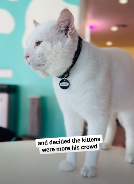 Whitey and decided the kittens were more his crowd