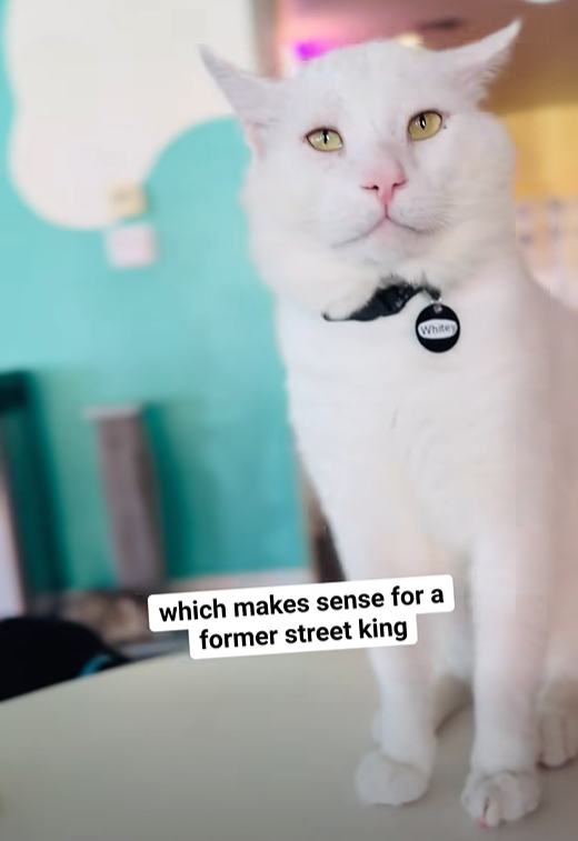 which makes sense for a former street king Whitey