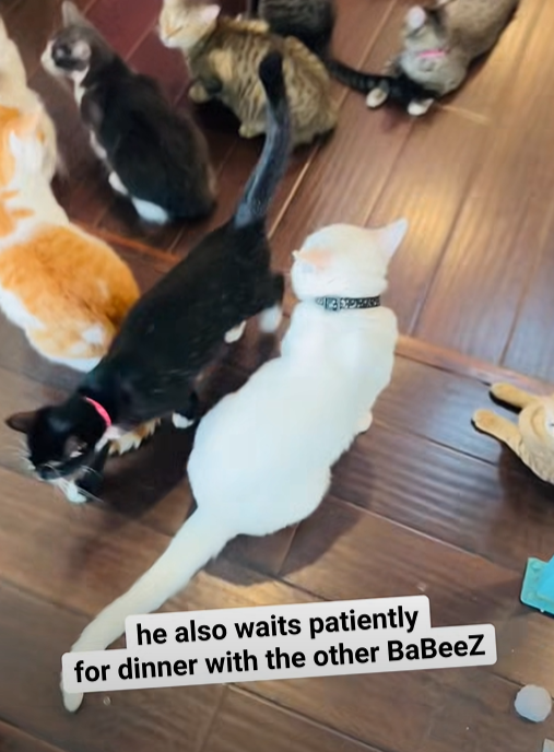 he also waits patiently for dinner with the other BaBeeZ