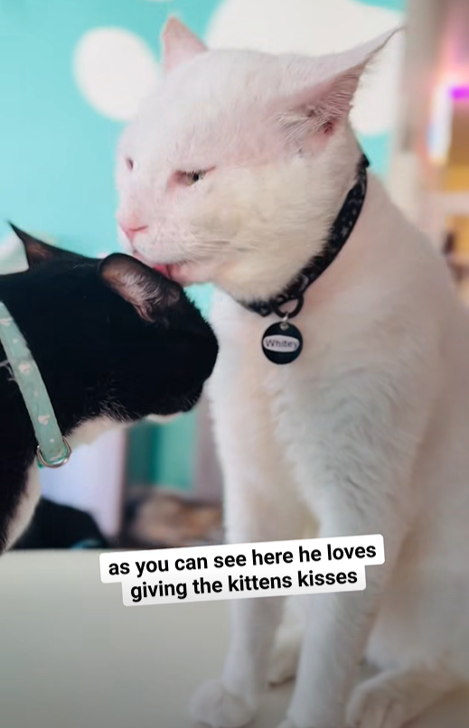 Whitey as you can see here he loves giving the kittens kisses