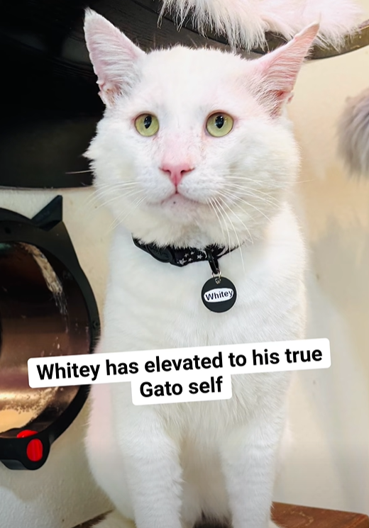 Whitey Whitey has elevated to his true Gato self