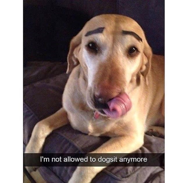 I'm not allowed to dogsit anymore