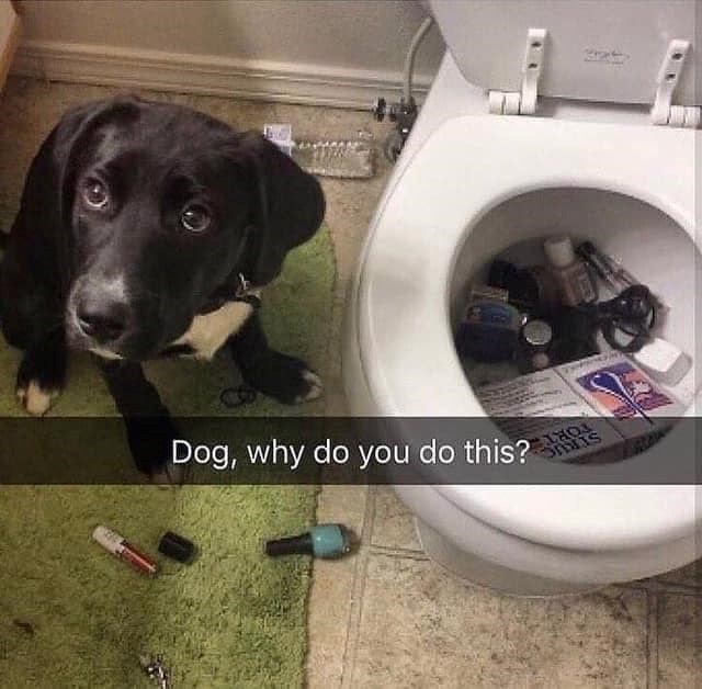 Dog, why do you do this?s