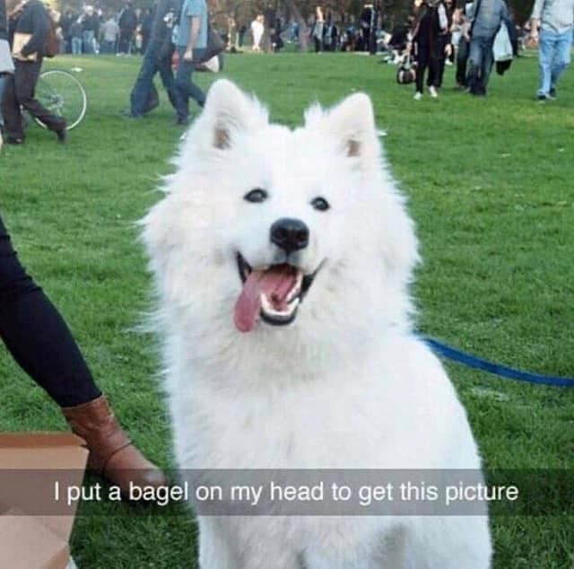 I put a bagel on my head to get this picture