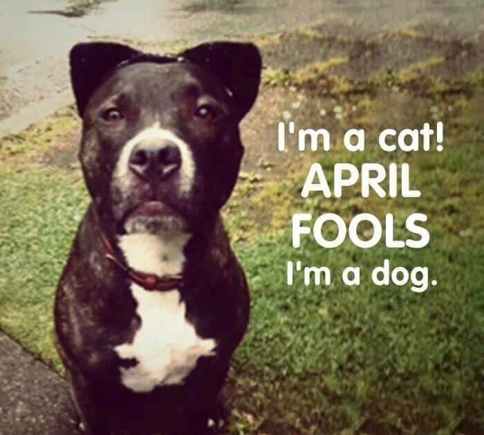 C I'm a cat! APRIL FOOLS I'm a dog.