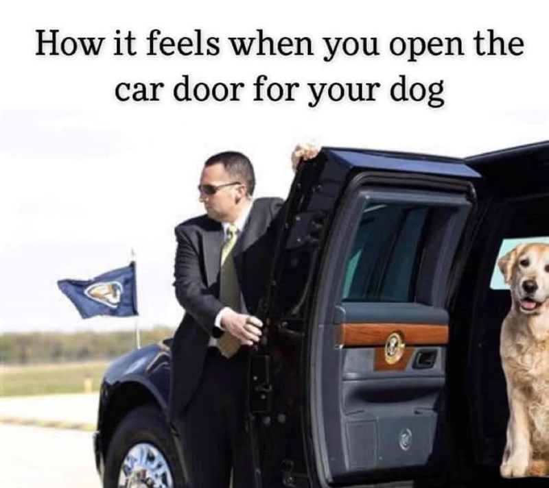 How it feels when you open the car door for your dog