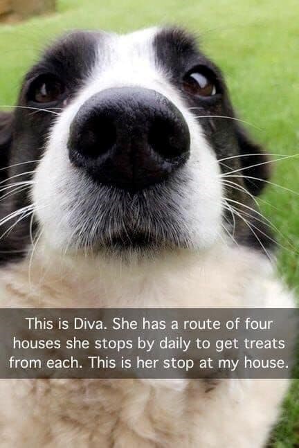This is Diva. She has a route of four houses she stops by daily to get treats from each. This is her stop at my house.