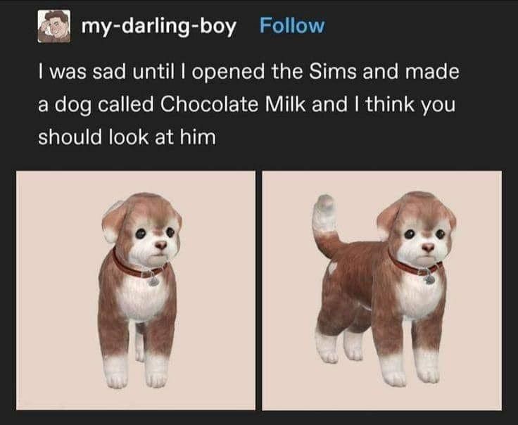 my-darling-boy Follow I was sad until I opened the Sims and made a dog called Chocolate Milk and I think you should look at him