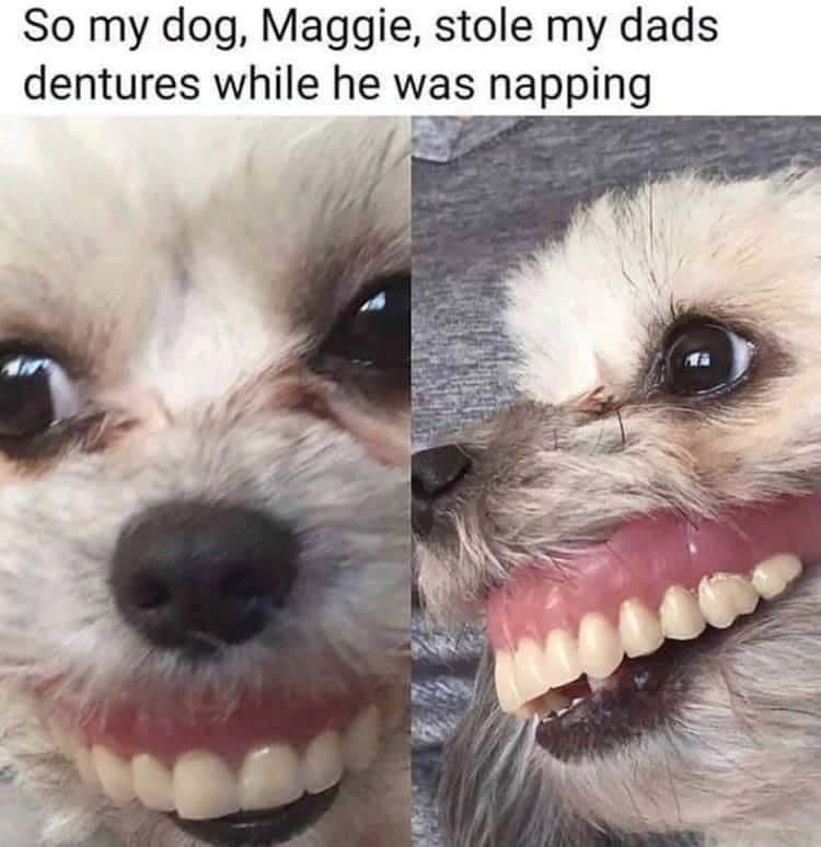 So my dog, Maggie, stole my dads dentures while he was napping