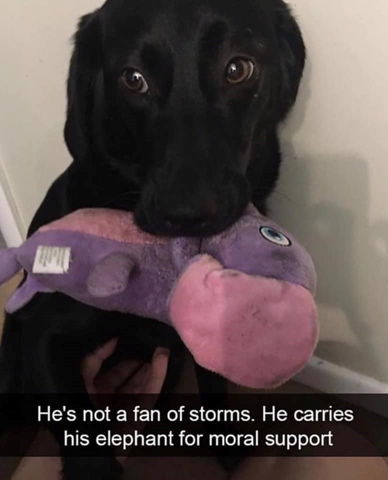 He's not a fan of storms. He carries his elephant for moral support