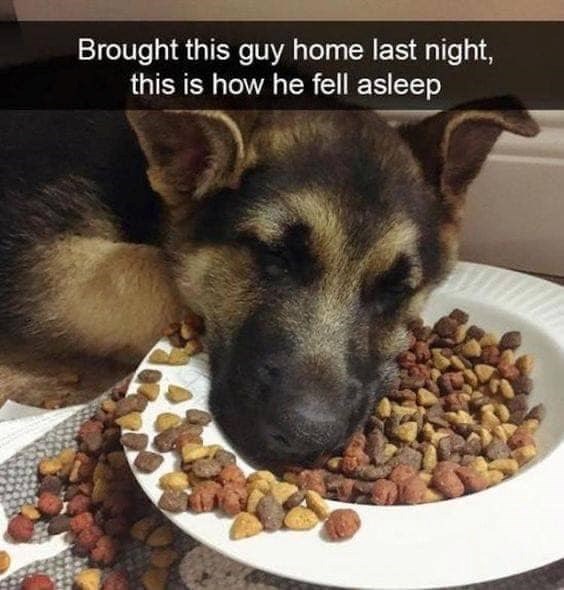 Brought this guy home last night, this is how he fell asleep