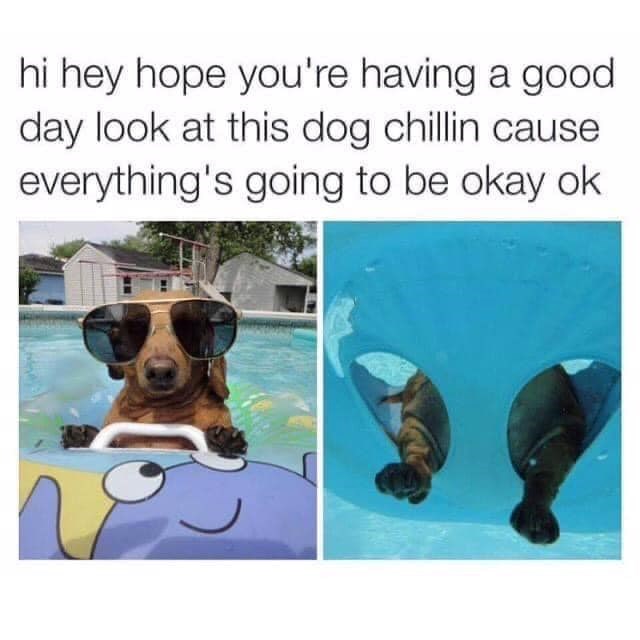 hi hey hope you're having a good day look at this dog chillin cause everything's going to be okay ok