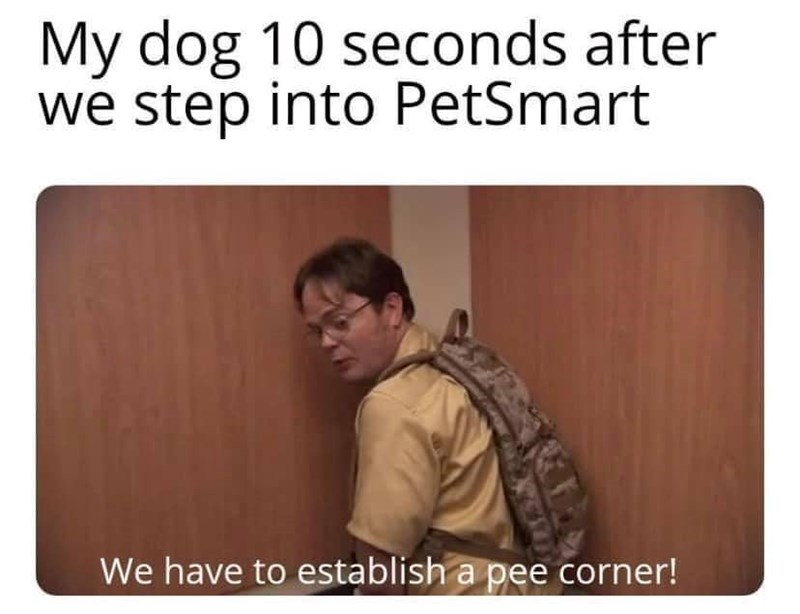 My dog 10 seconds after we step into PetSmart We have to establish a pee corner!