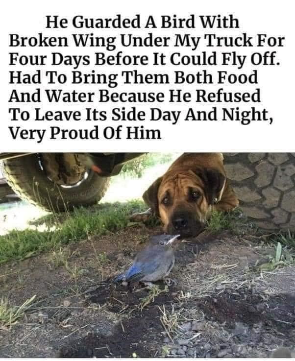 He Guarded A Bird With Broken Wing Under My Truck For Four Days Before It Could Fly Off. Had To Bring Them Both Food And Water Because He Refused To Leave Its Side Day And Night, Very Proud Of Him