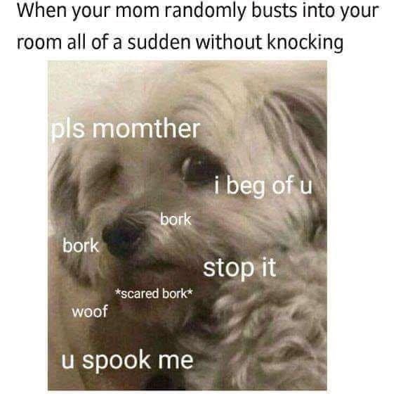When your mom randomly busts into your room all of a sudden without knocking pls momther i beg of u bork bork stop it *scared bork* woof u spook me