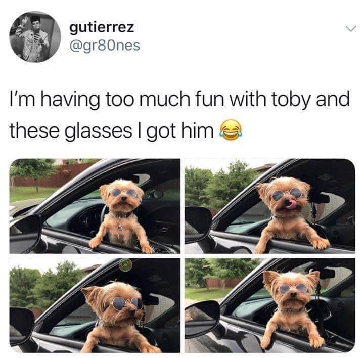gutierrez @gr80nes I'm having too much fun with toby and these glasses I got him