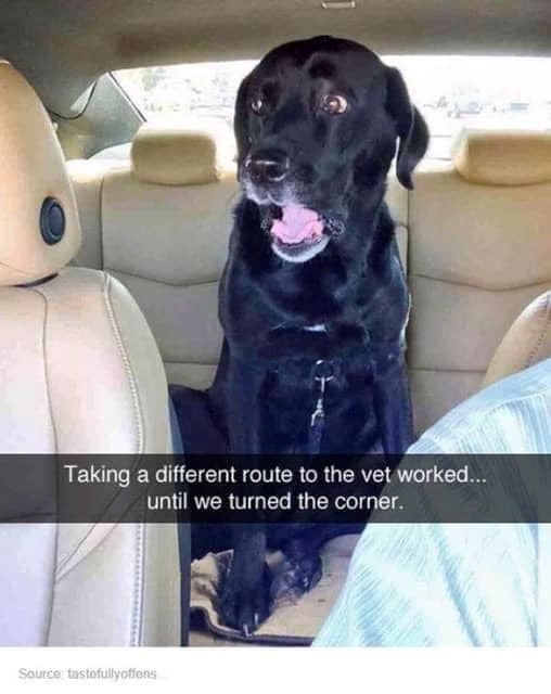Taking a different route to the vet worked... until we turned the corner. Source tastefullyoffens