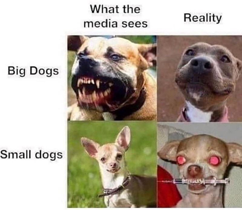 Big Dogs Small dogs What the media sees Reality