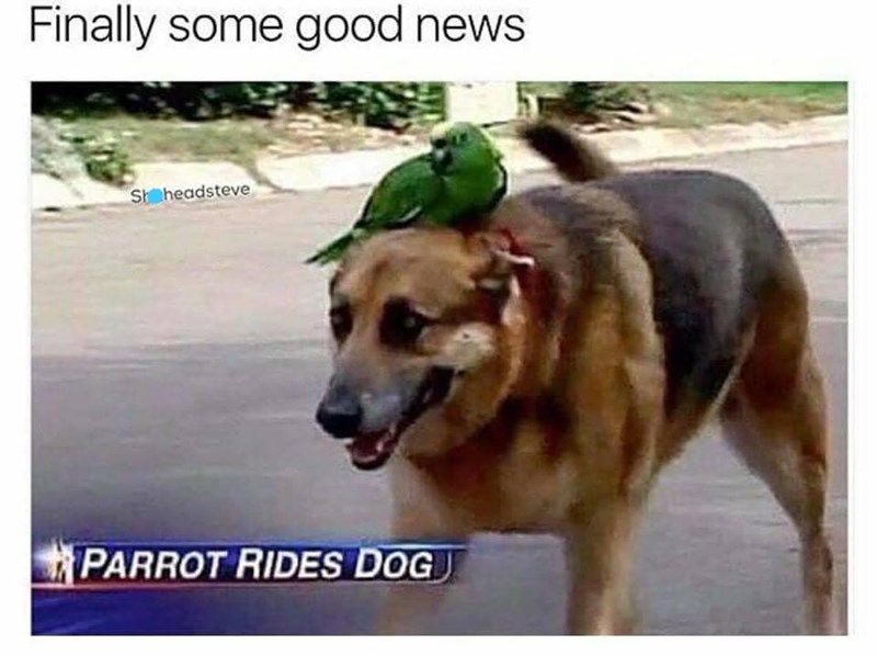 Finally some good news. Sh headsteve PARROT RIDES DOG