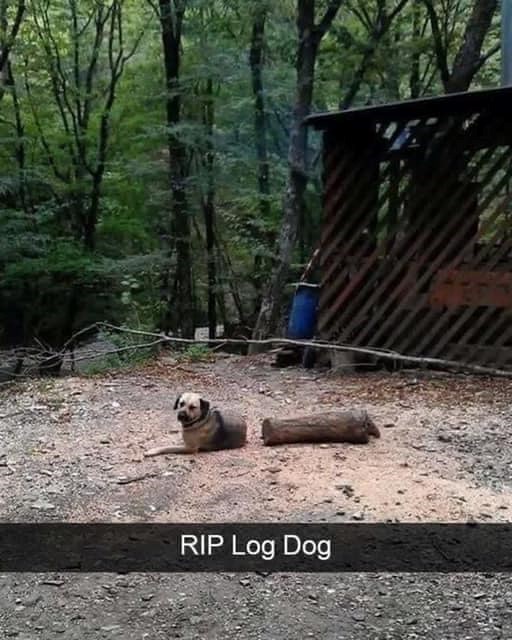 RIP Log Dog