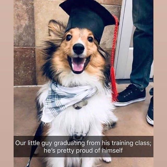Our little guy graduating from his training class; he's pretty proud of himself