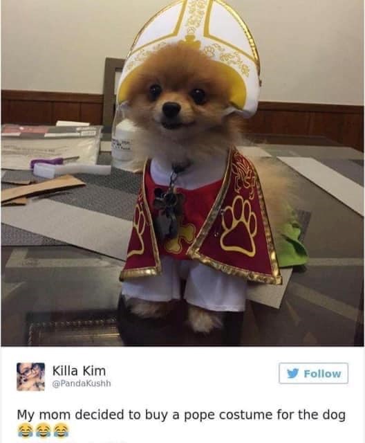 Killa Kim @Pandakushh Follow My mom decided to buy a pope costume for the dog