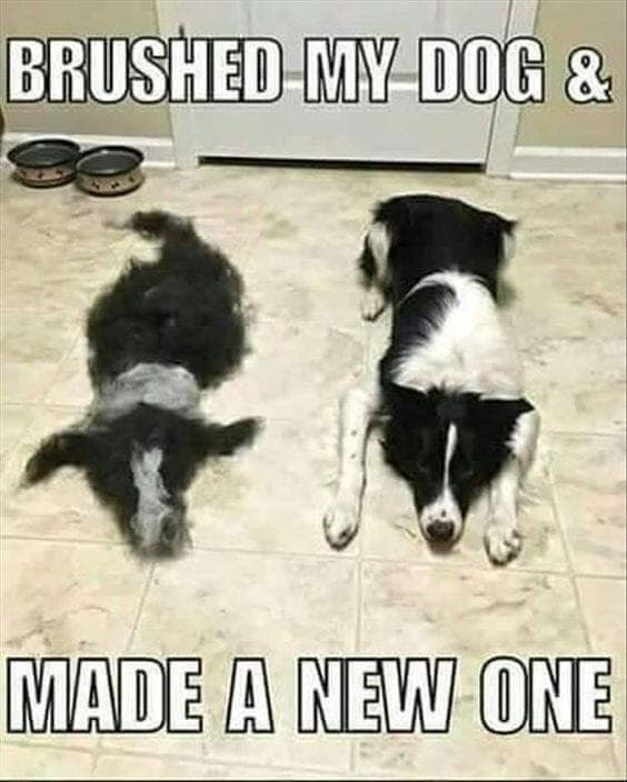 BRUSHED MY DOG & MADE A NEW ONE