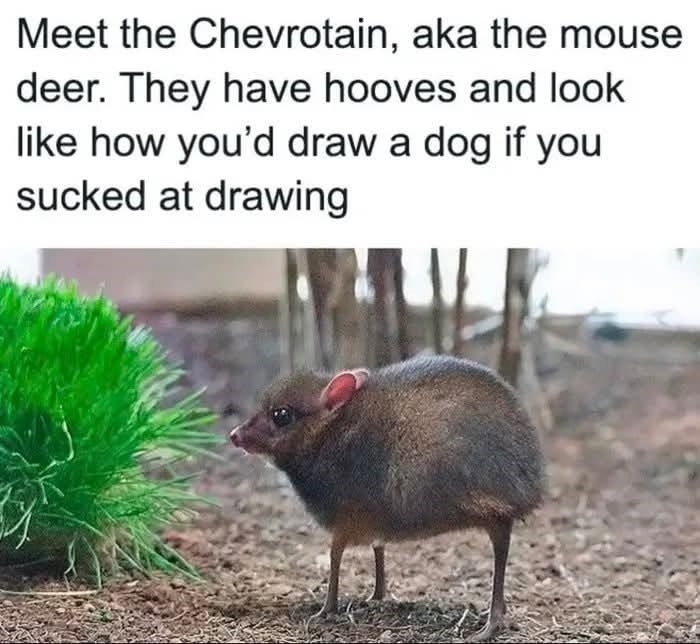 Meet the Chevrotain, aka the mouse deer. They have hooves and look like how you'd draw a dog if you sucked at drawing
