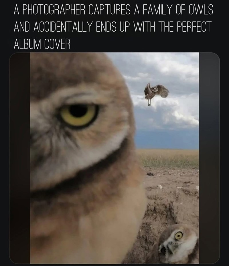 A PHOTOGRAPHER CAPTURES A FAMILY OF OWLS AND ACCIDENTALLY ENDS UP WITH THE PERFECT ALBUM COVER