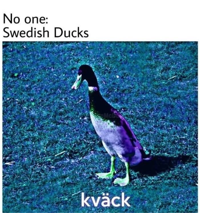No one: Swedish Ducks Mobi kväck