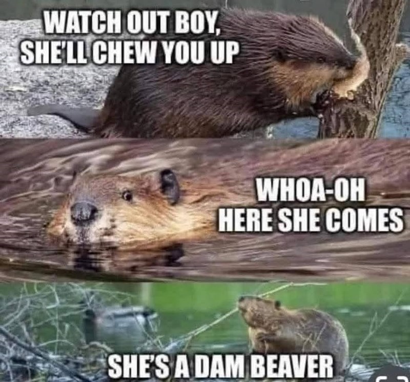 WATCH OUT BOY, SHE'LL CHEW YOU UP WHOA-OH HERE SHE COMES SHE'S A DAM BEAVER