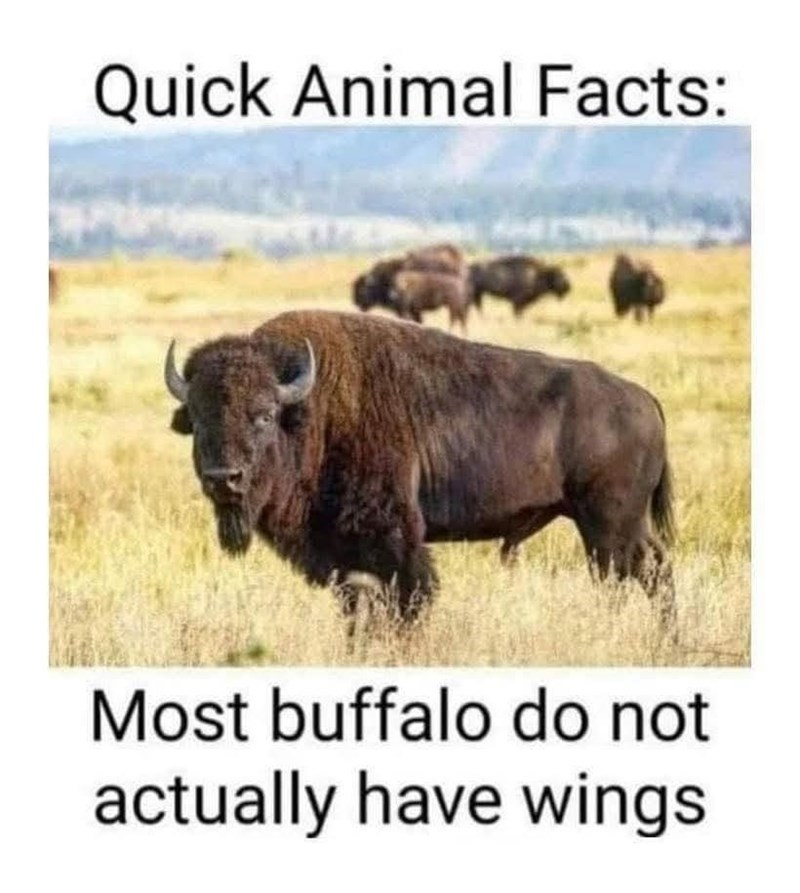 Quick Animal Facts: Most buffalo do not actually have wings