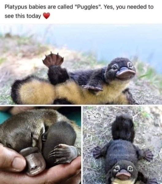 Platypus babies are called "Puggles". Yes, you needed to see this today