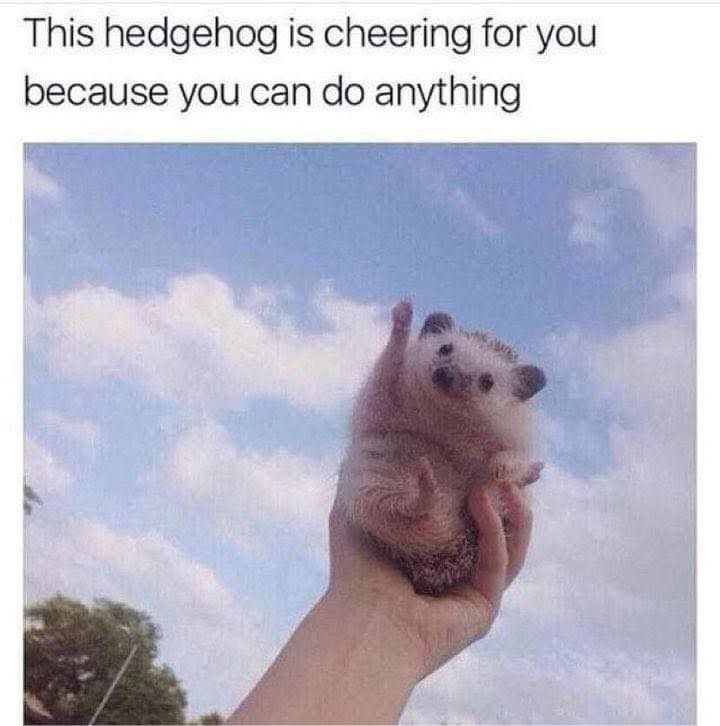 This hedgehog is cheering for you because you can do anything