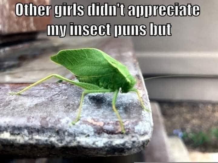 Other girls didn't appreciate my insect puns but