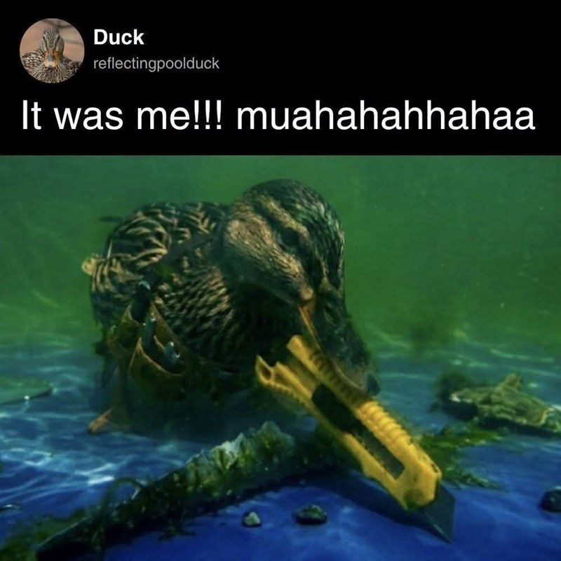 Duck reflectingpoolduck It was me!!! muahahahhahaa