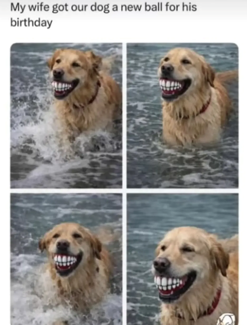 My wife got our dog a new ball for his birthday