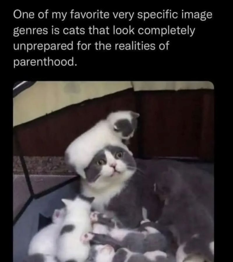 One of my favorite very specific image genres is cats that look completely unprepared for the realities of parenthood.