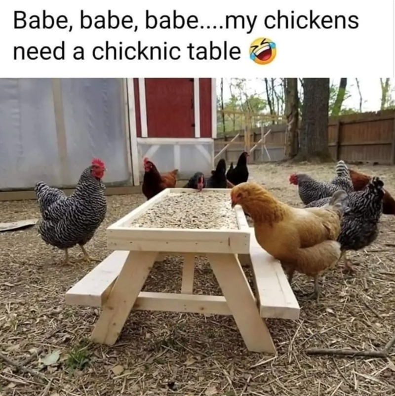 Babe, babe, babe....my chickens need a chicknic table