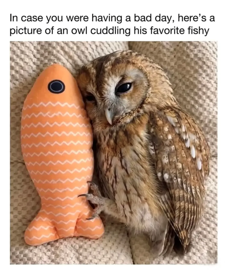In case you were having a bad day, here's a picture of an owl cuddling his favorite fishy