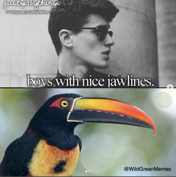 justgirlythings natogron/justgiroblog boys with nice jawlines. WILD GREEN MEMES @WildGreenMemes