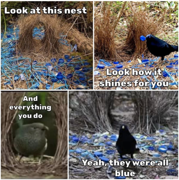 Look at this nest And everything you do Look how it shines for you Yeah, they were all blue