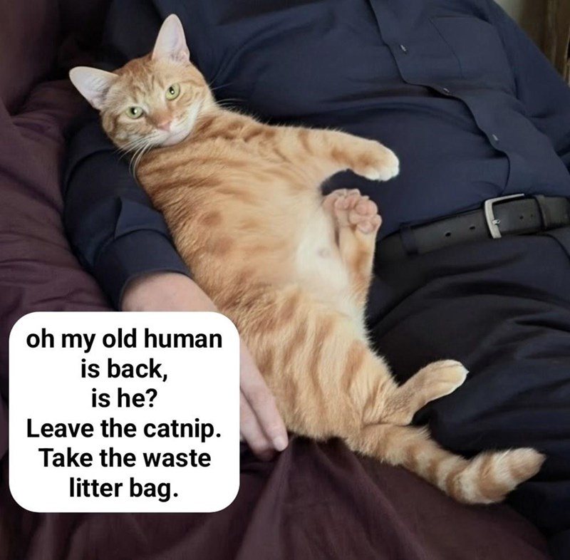oh my old human is back, is he? Leave the catnip. Take the waste litter bag.