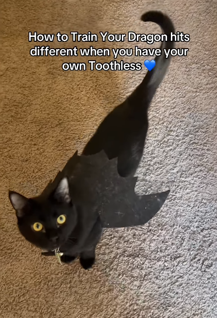 How to Train Your Dragon hits different when you have your own Toothless