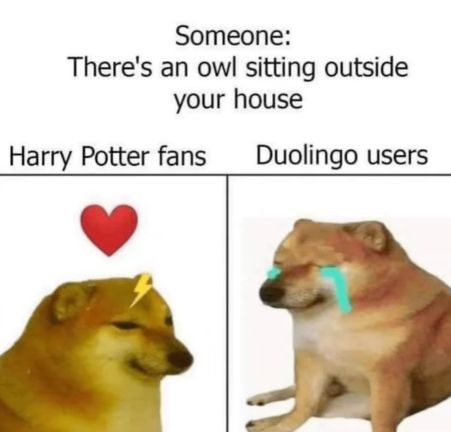 Someone: There's an owl sitting outside your house Harry Potter fans Duolingo users