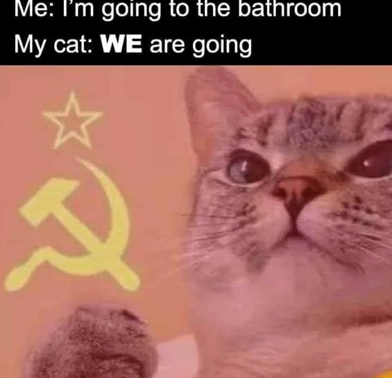 Me: I'm going to the bathroom My cat: WE are going