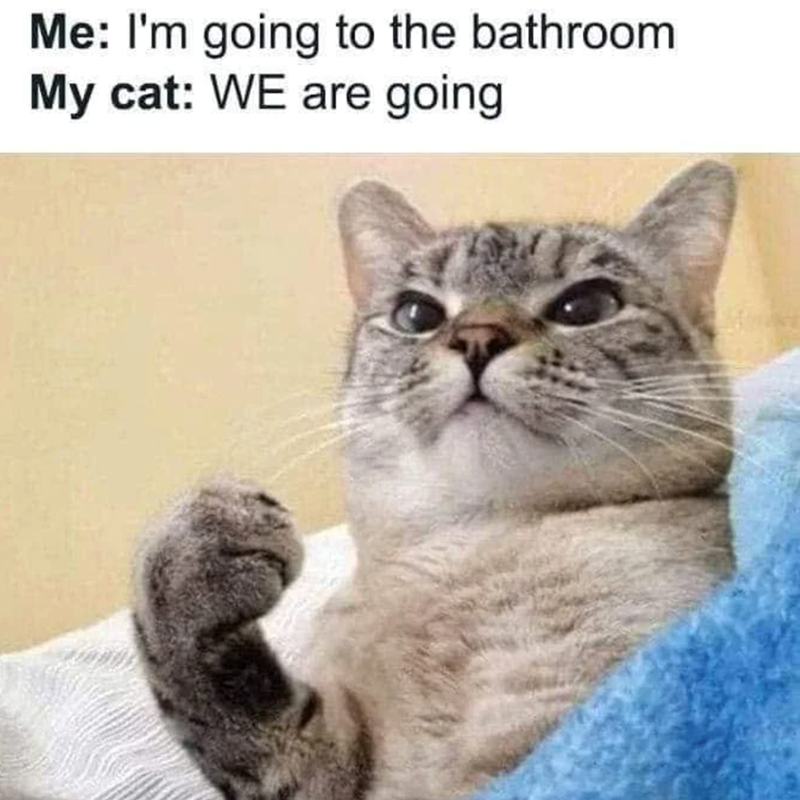 Me: I'm going to the bathroom My cat: WE are going